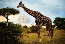 sunset nature africa giraffes 2560x1600 wallpaper Art HD Wallpaper